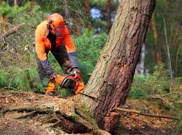 Trusted Hawaiian Gardens, CA  Tree Services Experts