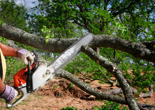 Best Seasonal Cleanup (Spring/Fall)  in Hawaiian Gardens, CA